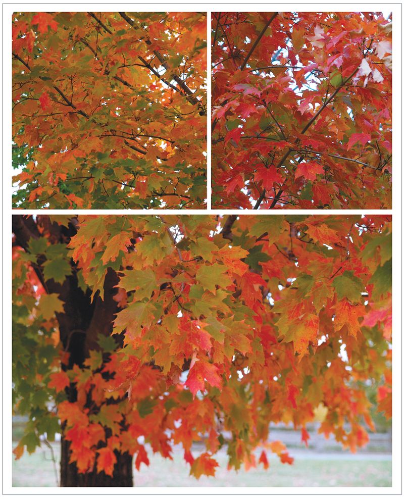 Autumn-Tree-Leaves
