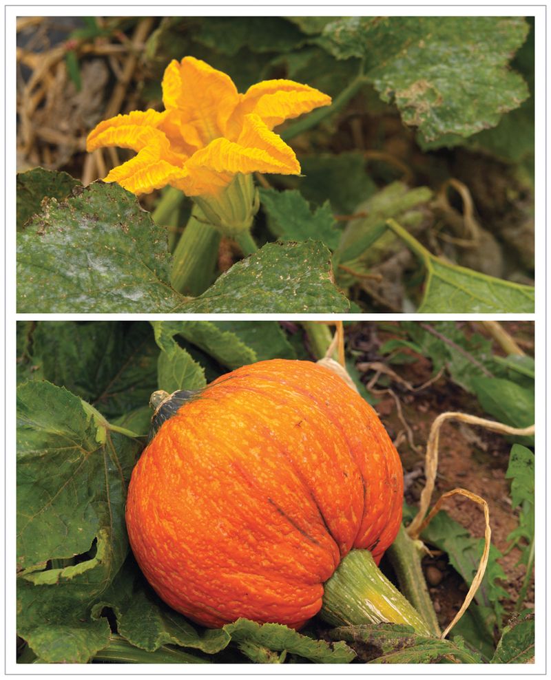 Pumpkin-Blossom