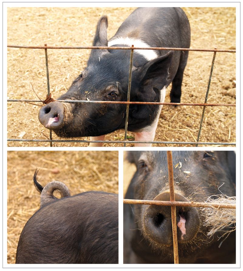 Farm-Pig