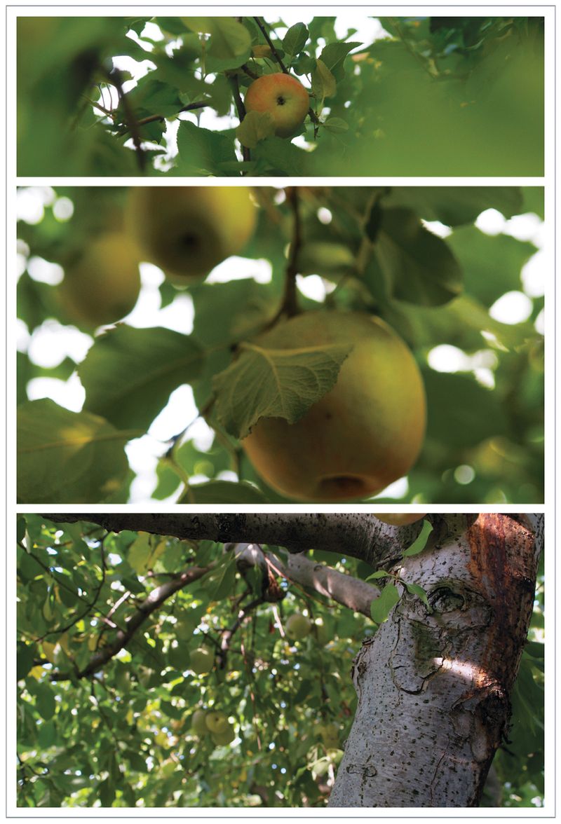 Apple-Orchard