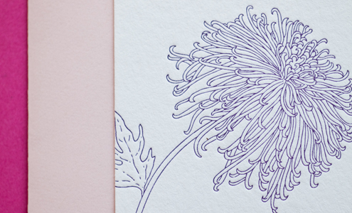 Delphine-chrysanthemums-detail