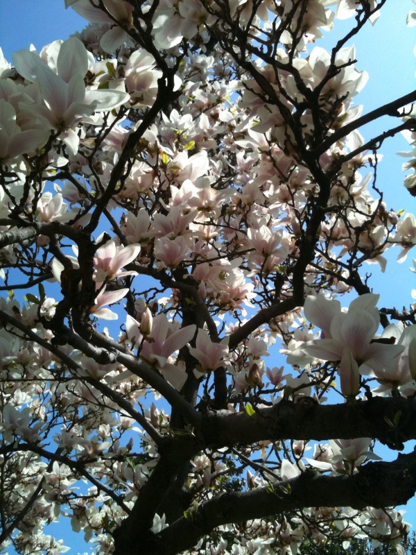 Magnolia-blooms