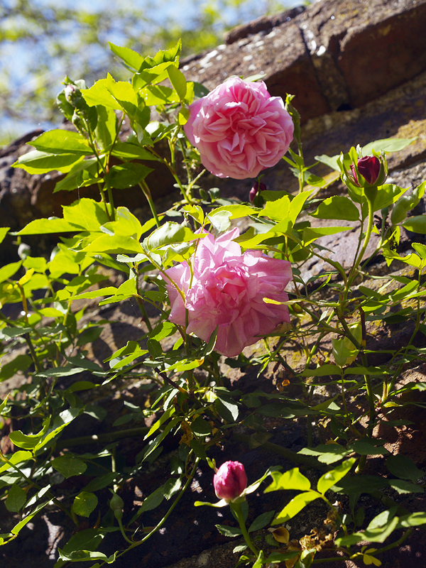 Mount-Vernon-Climbing-Garden-Roses