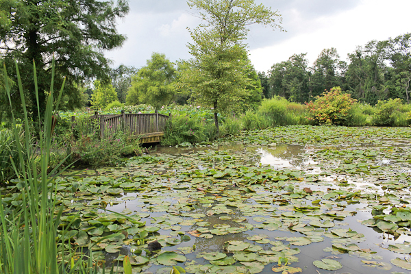 Dc Guide Kenilworth Park And Aquatic Gardens