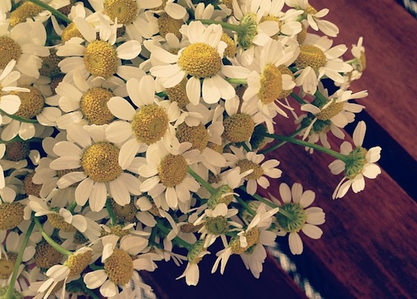 Daisies by Oh So Beautiful Paper via Instagram