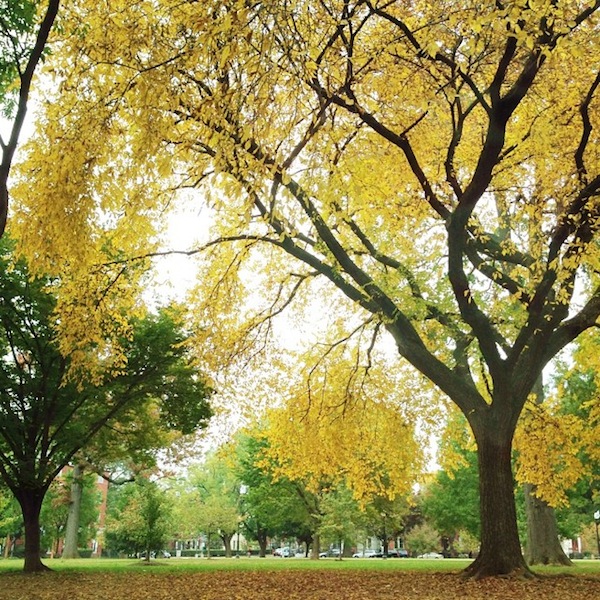 OSBP-Fall-Foliage-Capitol-Hill-DC