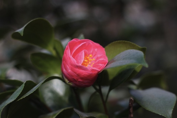 Camellia-Gardenista