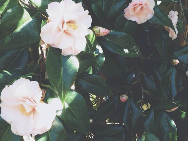 Camellias-OSBP-Instagram