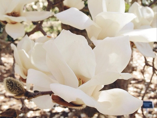 OSBP-Magnolias-Instagram