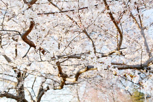 OSBP-Puerto-Rico-Trip-and-Spring-Cherry-Blossoms-44