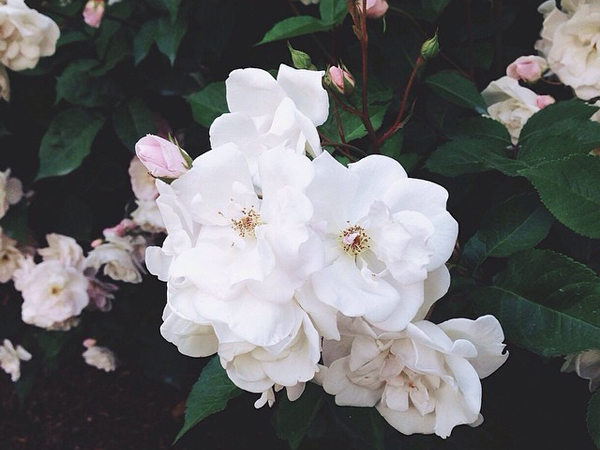 OSBP-White-Roses-Instagram