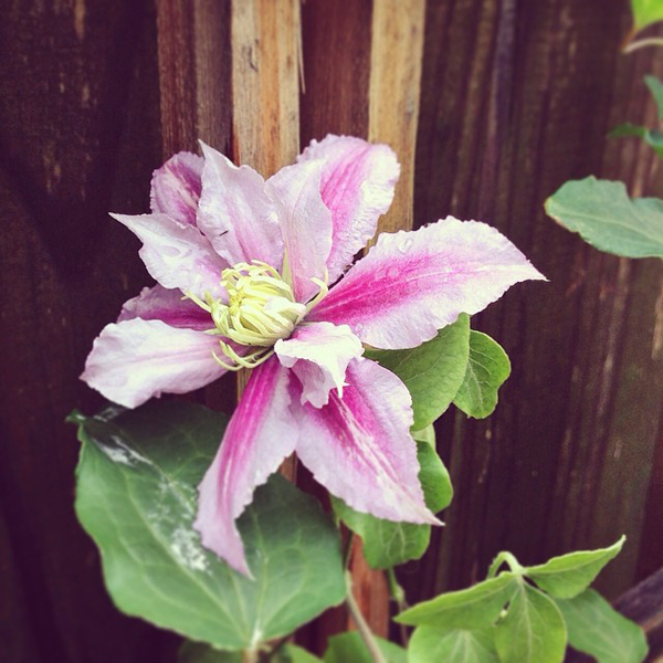 OSBP-At-Home-Garden-Update-Clematis-Instagram