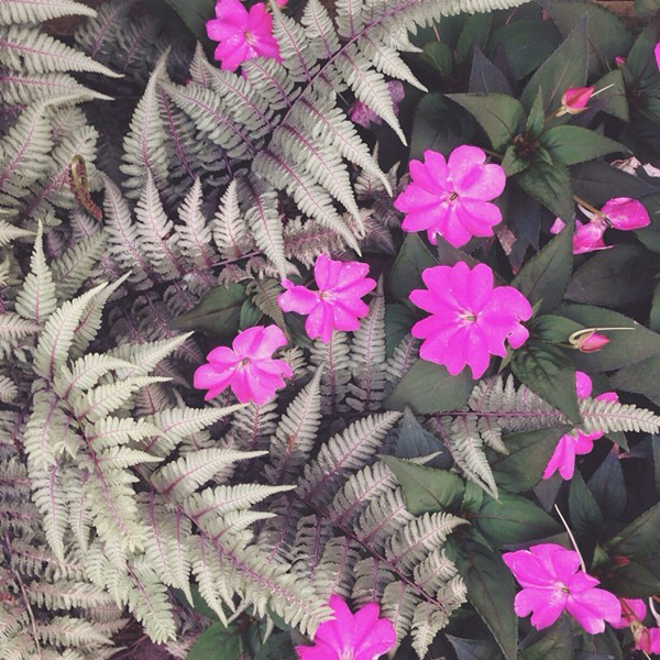 OSBP-At-Home-Garden-Update-Japanese-Painted-Fern-Instagram