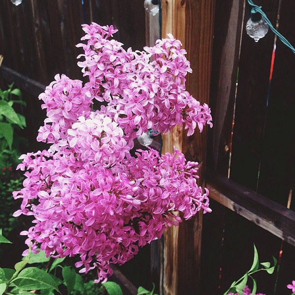 OSBP-At-Home-Garden-Update-Lilacs-Instagram