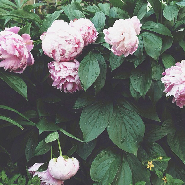 OSBP-At-Home-Garden-Update-Peonies-Instagram