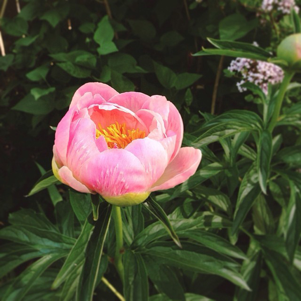 OSBP-At-Home-Garden-Update-Peony-Coral-Instagram