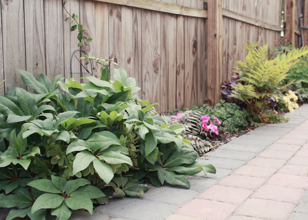 OSBP-At-Home-Garden-Update-Summer-2014-29