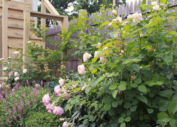 OSBP-At-Home-Garden-Update-Summer-2014-5
