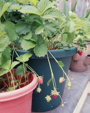OSBP-At-Home-Garden-Update-Summer-2014-7