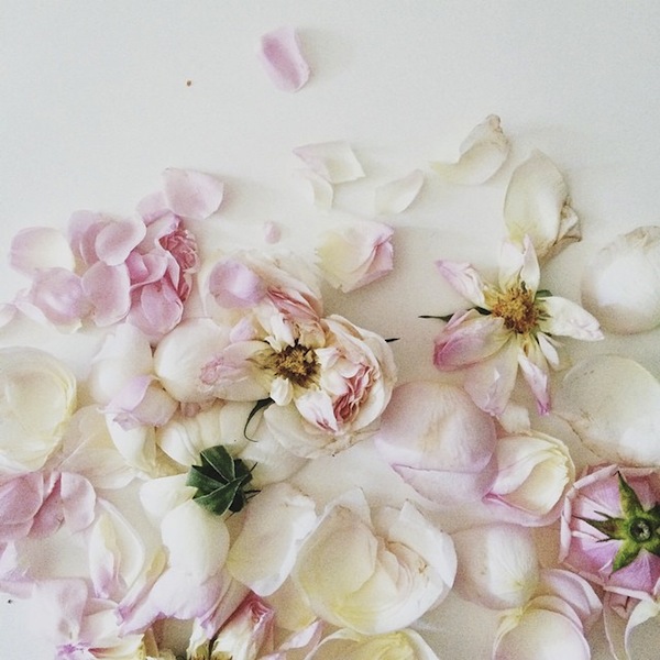 Roses-Shannon-Kirsten-Instagram