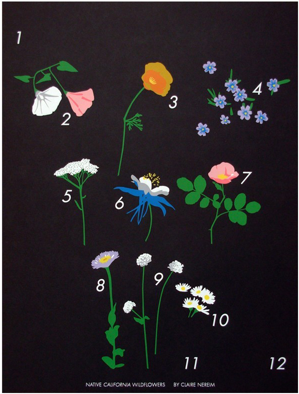 Claire-Nereim-Plant-Planet-OSBP-Wildflowers