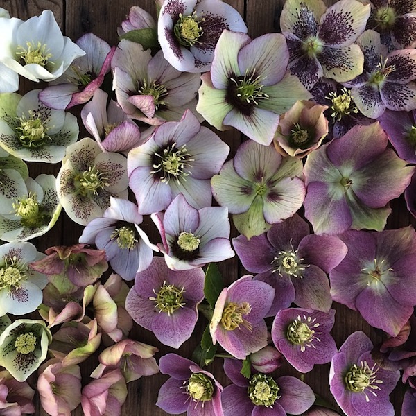 Hellebores-Floret-Flower-Instagram