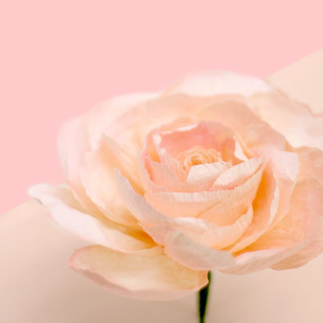 Fresh Cut Paper Flowers: The Garden Rose by Appetite Paper for Oh So Beautiful Paper