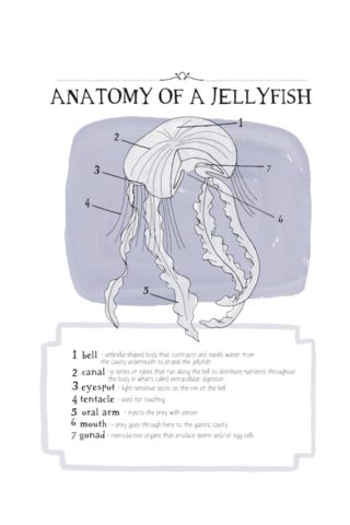 Julia Rothman's Nature Anatomy