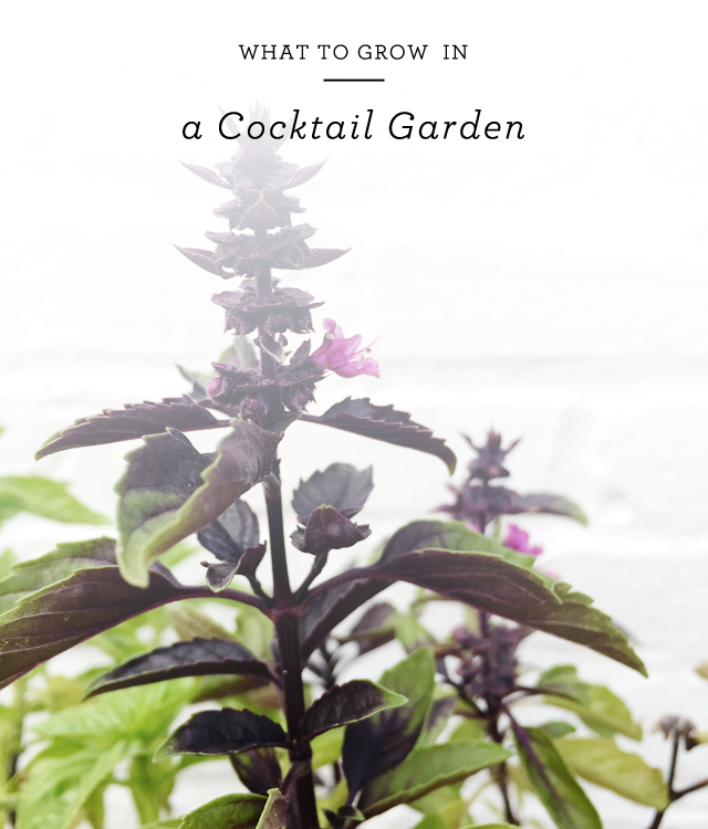 What to Grow in a Cocktail Garden / Oh So Beautiful Paper for eBay