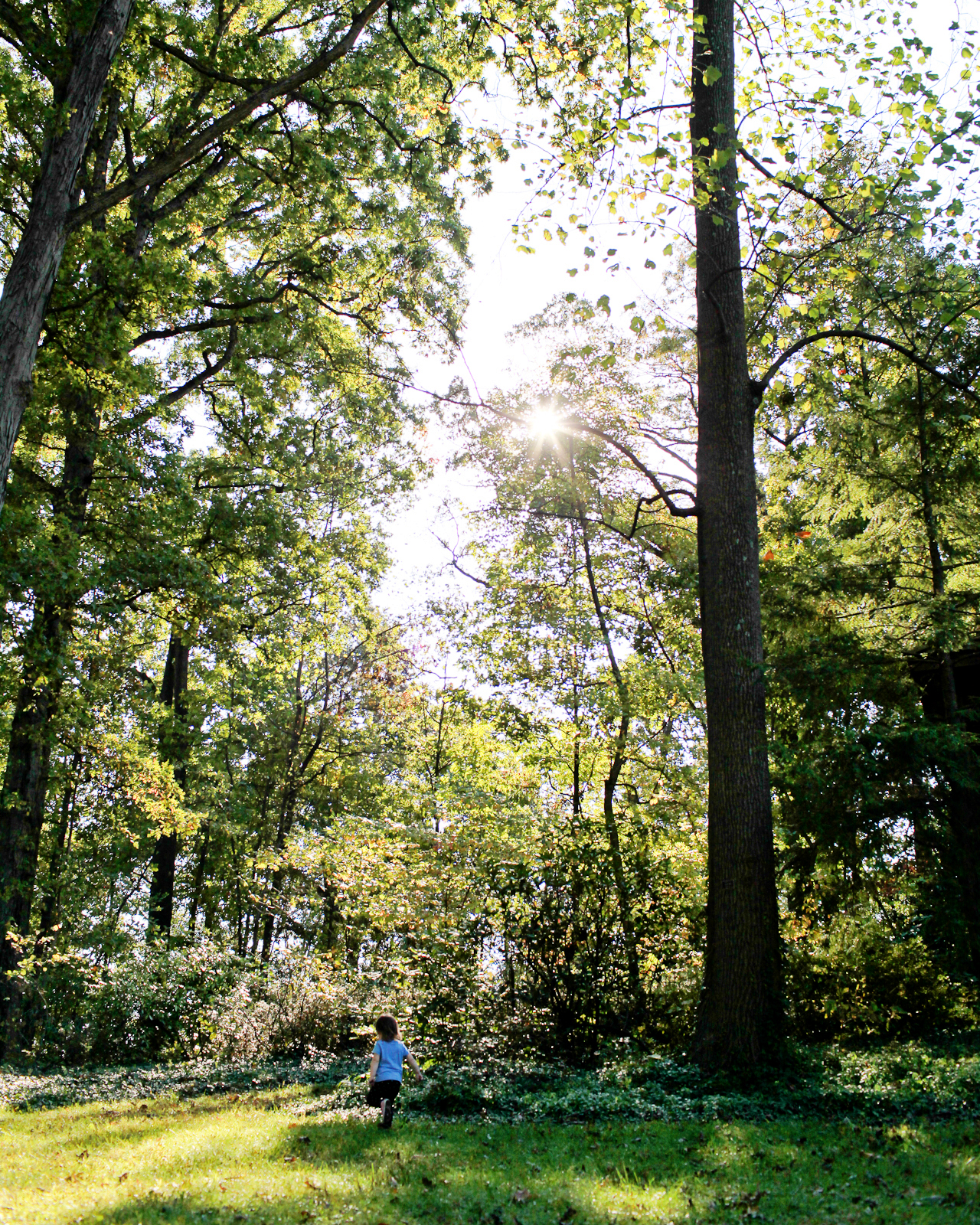 DC Guide - Fall Foliage Destinations: The National Arboretum