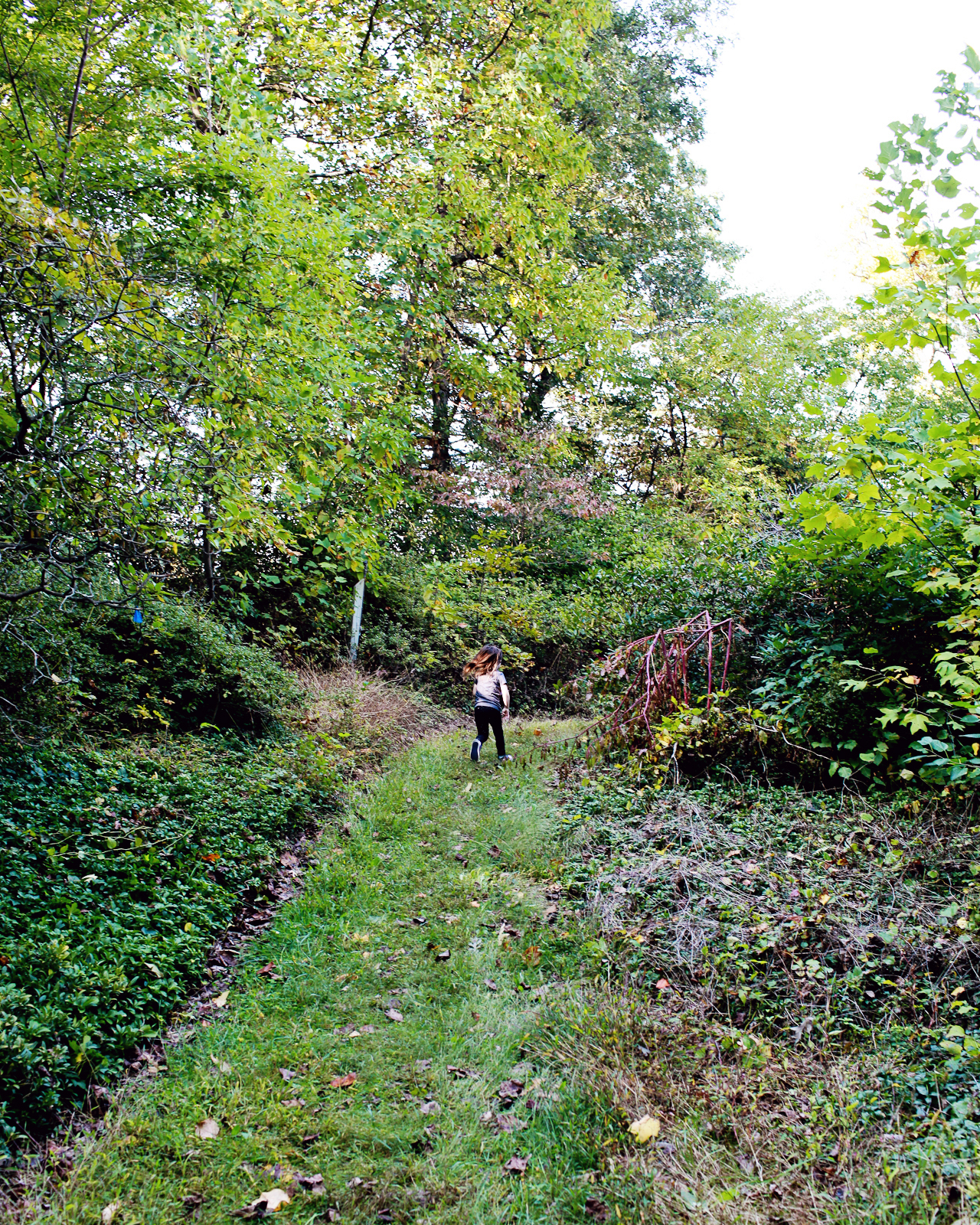 DC Guide - Fall Foliage Destinations: The National Arboretum