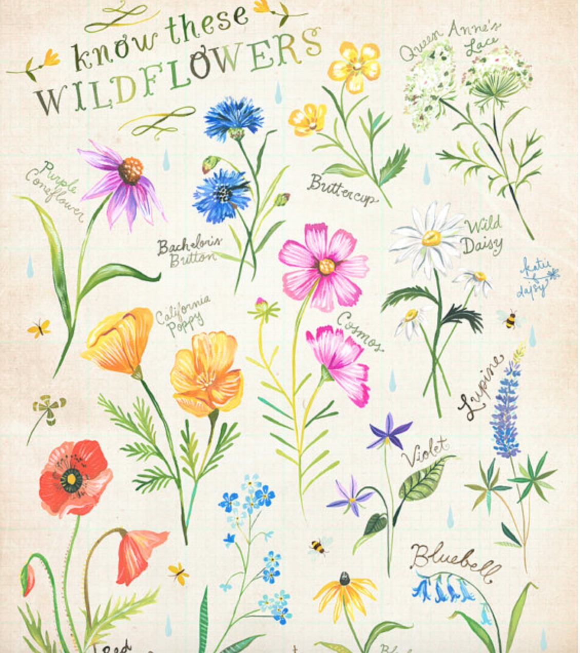 The World of Illustration Botanical Illustrations by Katie Daisy