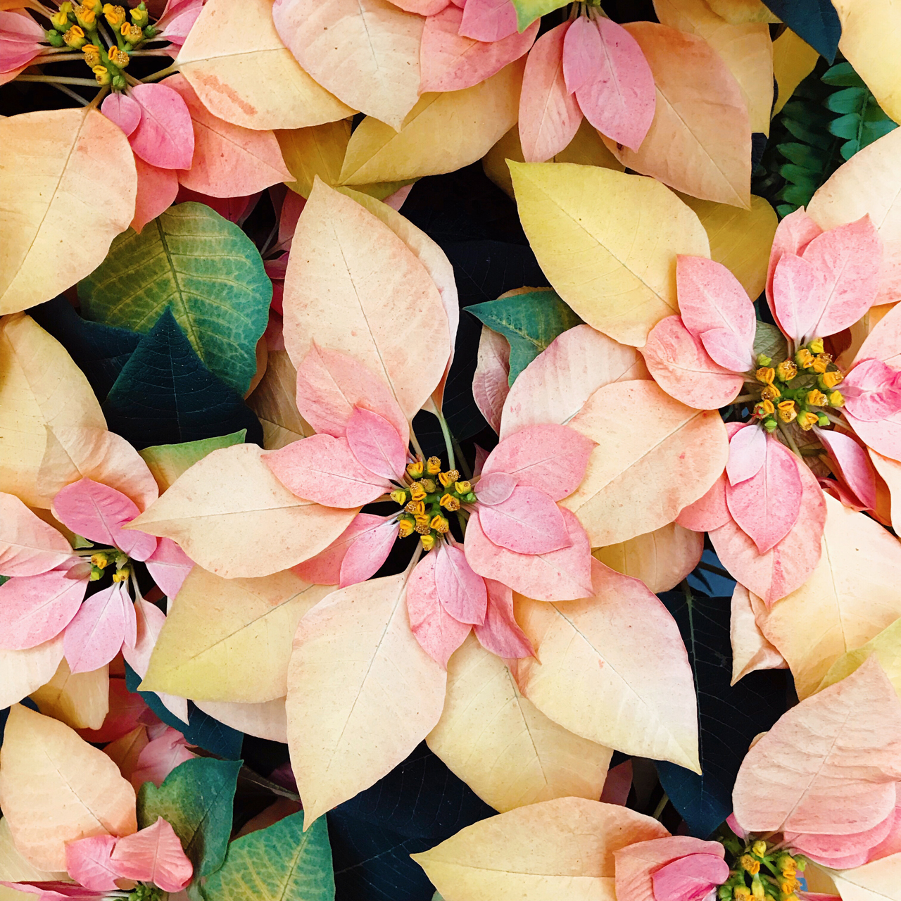 Yellow and Pink Poinsettia / Oh So Beautiful Paper