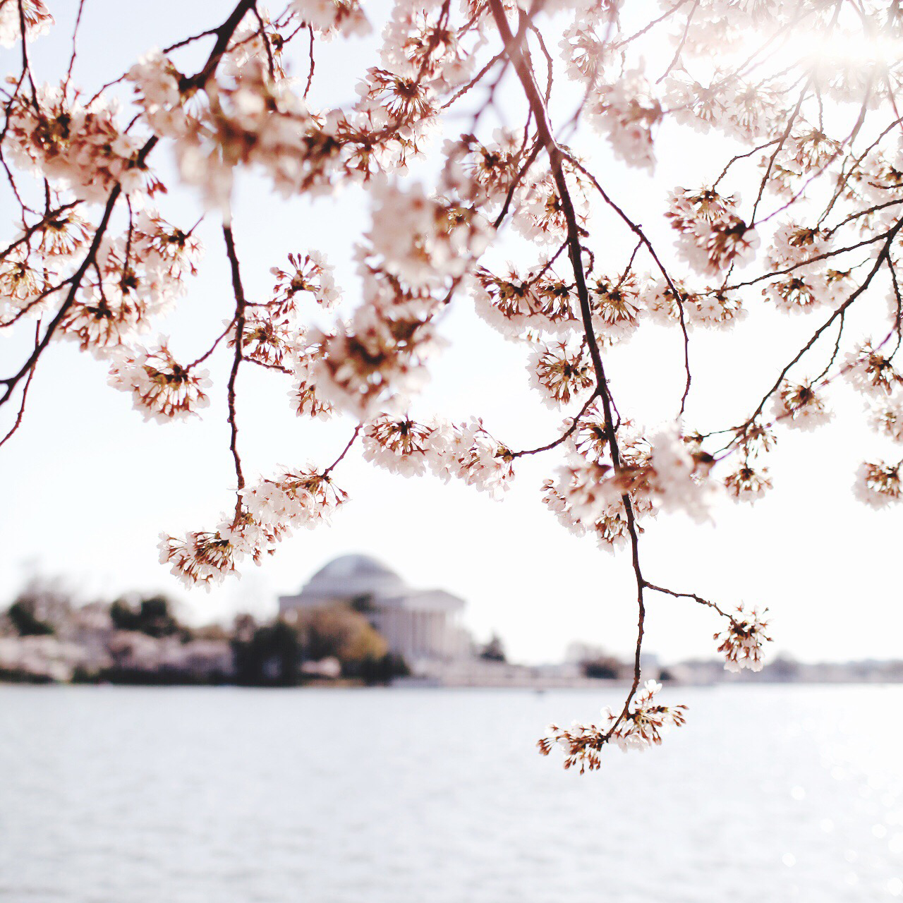 Cherry Blossoms on the Tidal Basin in Washington, DC by Oh So Beautiful Paper