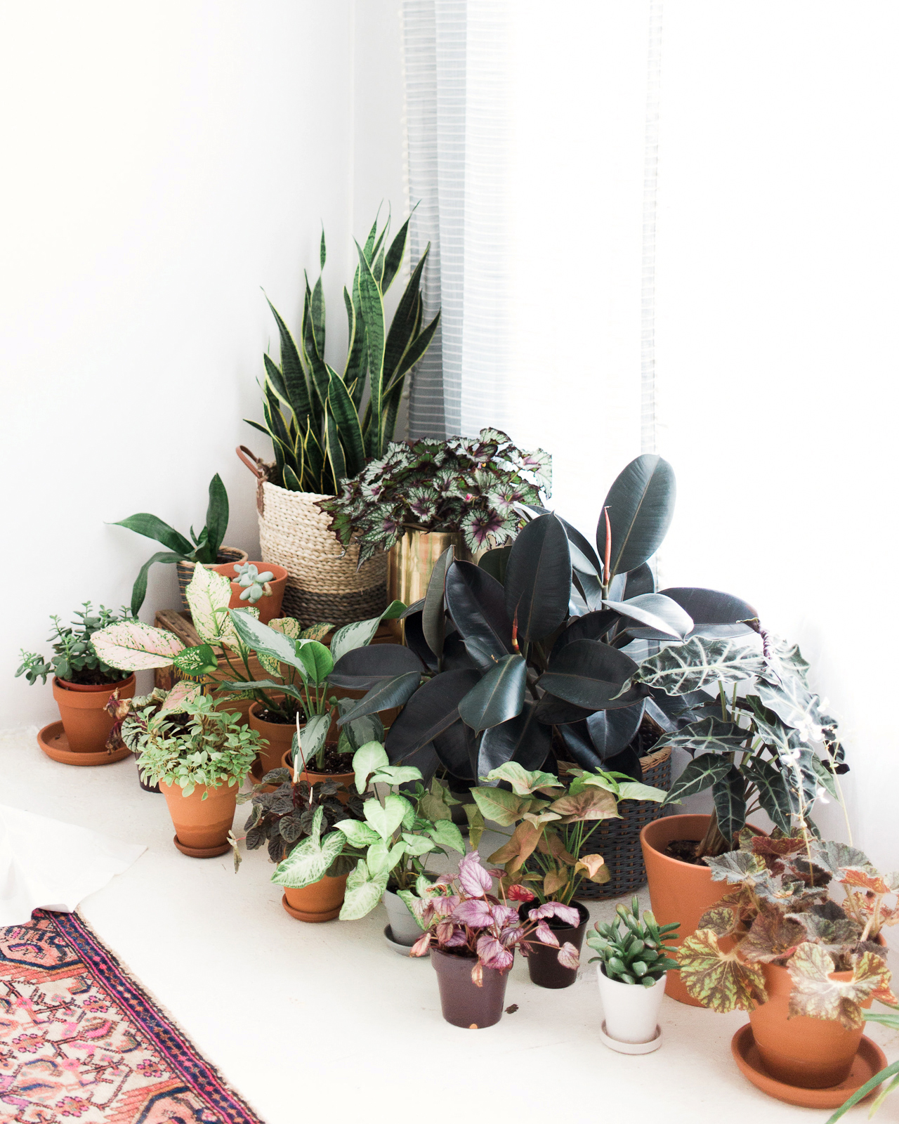 Common Room Studio Plant Collection