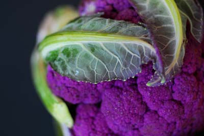 Purple-cauliflower