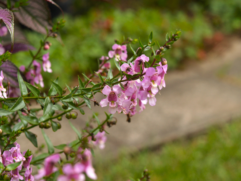 Pink-Flowers2