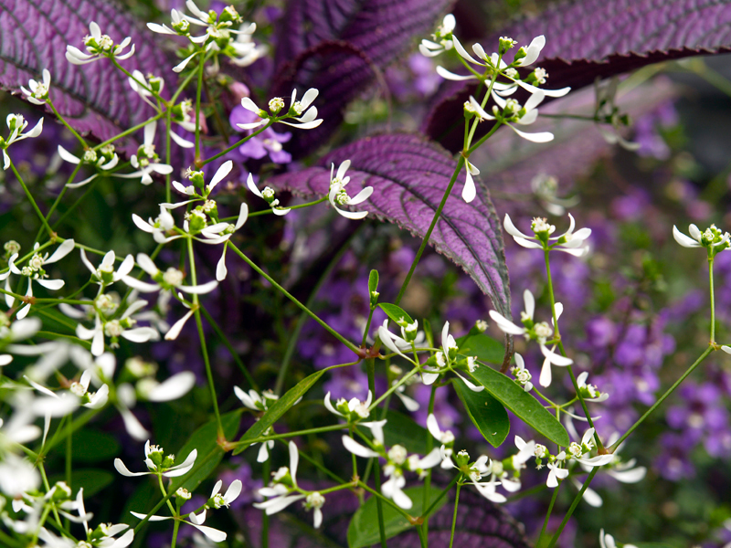 Purple-Plant2