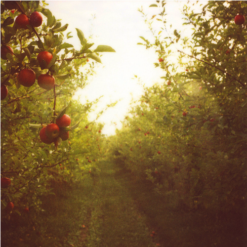 Apple-orchard