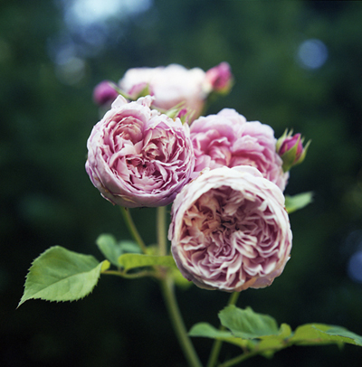 Rose-garden