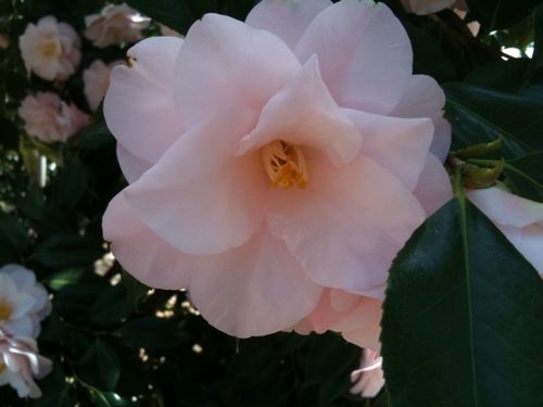 Pink-camellia