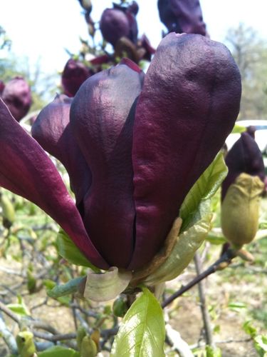 Purple-magnolia