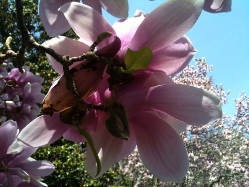 Pink-magnolia