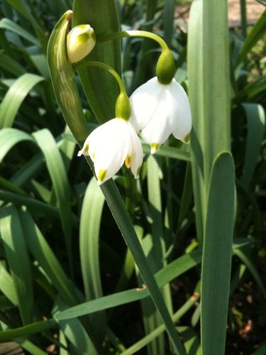 White-lily-bells
