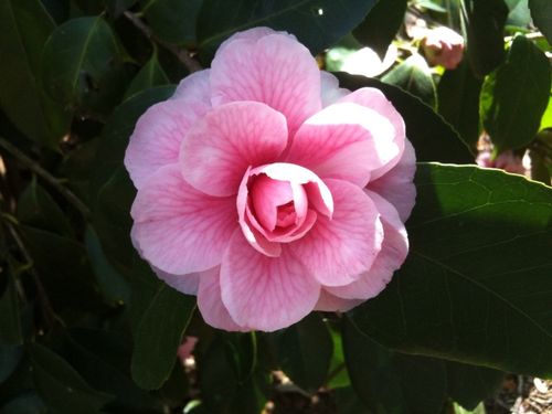 Vibrant-pink-camellia