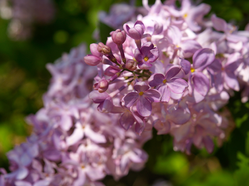 Mount-Vernon-Lilacs2