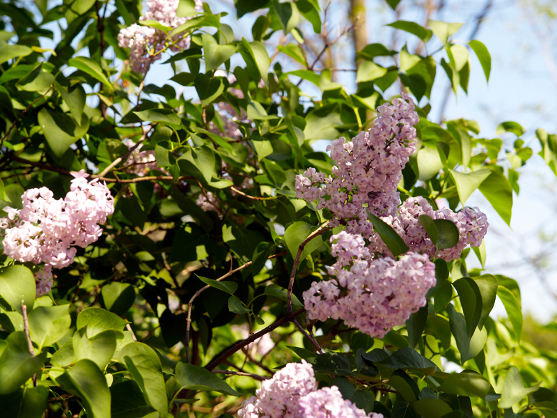 Mount-Vernon-Lilacs3