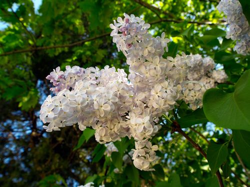 Mount-Vernon-Lilacs4