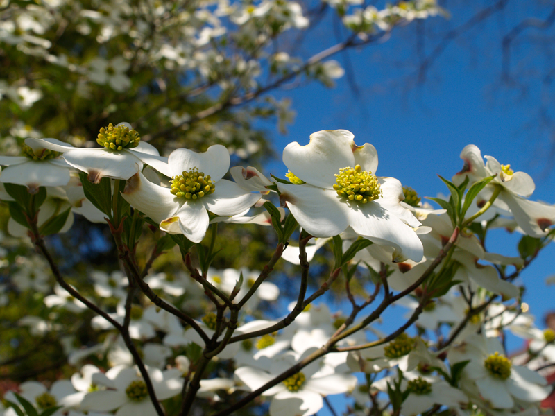 Mount-Vernon-Dogwood-Blossoms